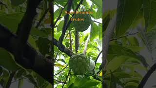 #Flor da fruta do Conde#pinha#fruta  adocicada macia e suculenta#natureza#shorts fácil plantio 🇧🇷