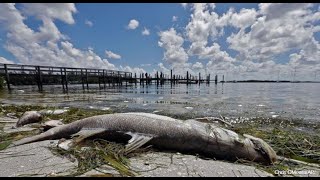 State of emergency declared in Florida amid toxic red tide outbreak on Gulf coast