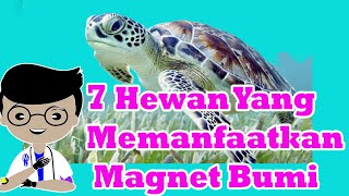 7 Hewan Memanfaatkan Magnet Bumi