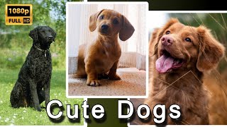 Cute and funny dogs