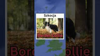 Z jakiego kraju pochodzą te rasy psów? | Część 3 #shorts #subscribe #viral #dogs #psy