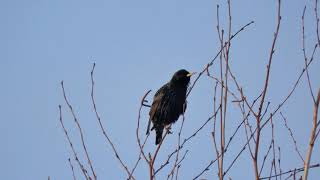 Обыкновенный скворец Sturnus vulgaris, песня / Common starling song