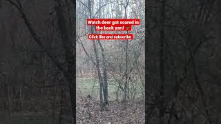 Deer got scared 🦌 #shorts  #deer  #animals  #youtubeshorts