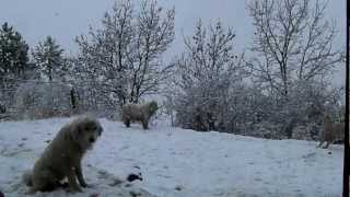 GOSSOS DE MUNTANYA DELS PIRINEUS - LA BORDA D'URTX