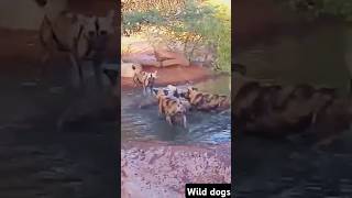 African wild dogs vs Warthogs #shorts