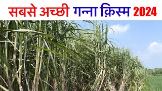 सबसे अच्छी गन्ना प्रजाति 2024 #kisanadda