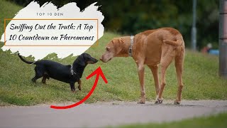 Sniffing Out the Truth: A Top 10 Countdown on Pheromones