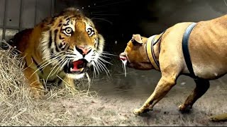 7 Animales Que Pueden Acabar Con Un Tigre