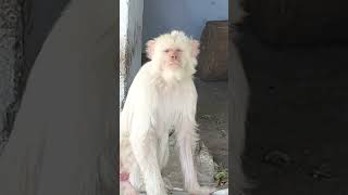 White Monkey #bandar #monyetlucu #makak #indianmonkey