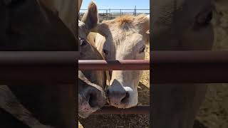 Greedy Cows Not Letting Their Calves Get Treats