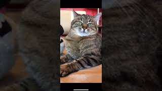 СМЕШНЫЕ КОТЫ из Tik Tok /Funny CATS from Tik Tok #степа