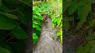 German shepherd dog play in water #viral #trending #shorts