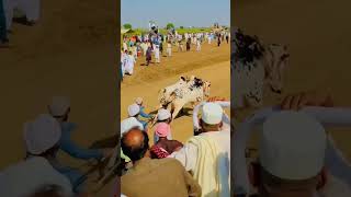 check out this amazing video #youtubeshort #cow #animal #ytshorts