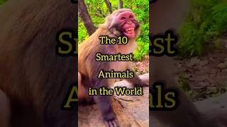 Smartest animals in The World #smartanimals #top10 #shorts