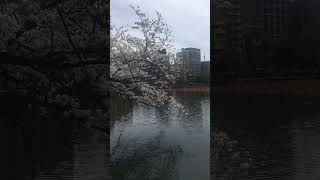 Sakura in Ueno Park,Japan 08 07APR2024