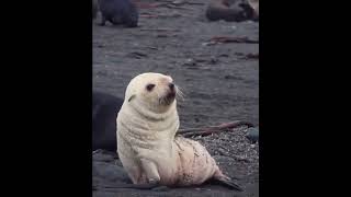 Seal wiggles off bad energy