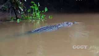 보르네오 키나바탄강에서 본 크로크다일 악어  Crocodile, Kinabatangan River