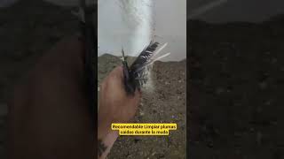 limpiar plumas caídas durante la muda