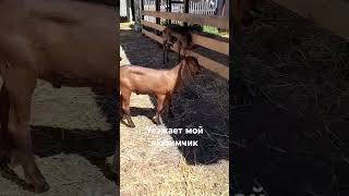 Мой любимчик покидает родной дом.