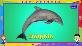 Sea Animals Name List in English for Kids | Learn Water Ocean Animals Aquatic Vocabulary with Photos