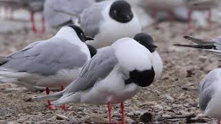 Bonaparte's Gull Preening