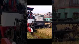 rich cutter machine rice harvesting.#ricecuttingmachine #viralshort #viralvideo #trendingshorts.