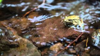 The Zen Frog - Sony a7R II 4k Video Sample