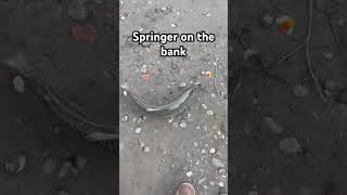 Spring Chinook on the bank #fishing #pnw #outdoors #salmon #river