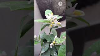 Beautiful flowers in #lemon_plant_in_pot#shorts#homeo_gardening#organic #garden#agrohomeopathy