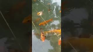 Fish Pond - Aquatic Animal #fish#pond#swimming#