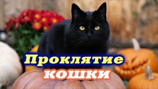 Жертва проклятие кошки