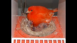 Καναρίνια Αναπαραγωγή 2019- Canary Breeding 2019