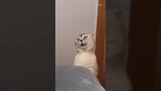 EL GATO ESTA BORRACHO Tik Tok 8 de mayo de 2021 Funny #shorts