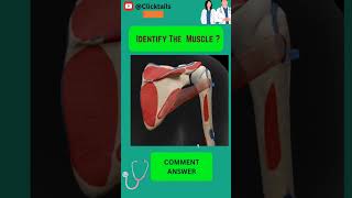 Identify the Muscle of upper limb quiz #anatomy #humananatomy #upperlimuscles