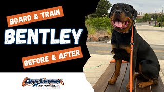 Rottweiler, 7 m/o, “Bentley” | Amazing Rottweiler Training | Off Leash K9 Training Spokane