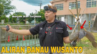 Rejeki Nomplok Di Aliran Danau Wusanto Banyak Ikan Gabus Terjebak