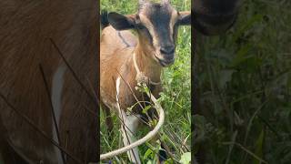 Lots of grass its idle time to graze goats