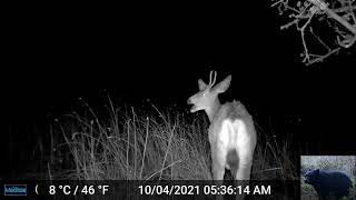 Deer at Night Trigger Our Trail Camera