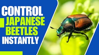 How to Control Japanese Beetles Naturally (This Trick Is Fantastic!)