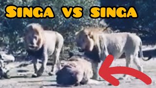 NGERI !!! singa jantan vs singa jantan - singa vs harimau