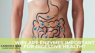 Dietitian Answers: Why Are Enzymes Important For Digestive Health?