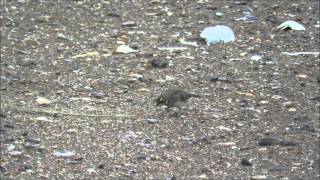 Shorelarks, Thornham, Norfolk