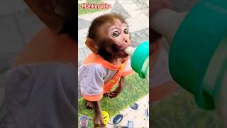 #monkey #monkeybab #babymonkey #cute #animals #funnybandar #animals #kids #cat #pets #pet #shorts