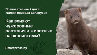 Как влияют чужеродные растения и животные на экосистемы?