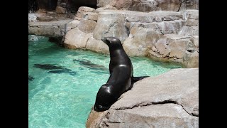 Hãy Sống Cho Tuổi Trẻ (Say You Will) (Tuấn Ngọc) || Sea World, California