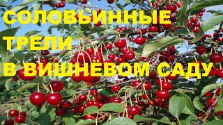 СОЛОВЕЙ-ЭТО ПОЮЩИЙ ДОКТОР,ОН ИЗБАВИТ ЧЕЛОВЕКА ОТ ДЕПРЕССИИ,СТРЕССА И ГОЛОВНОЙ БОЛИ.УХОДЯТ ТРЕВОГИ.