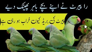 Raw parrot ne apne bacche Bahar fenk Diye 😔