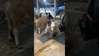 Too Cute To Be True | #cute #baby #cow #shorts #trending #viralvideo #subscribe #like #reels #share