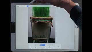 How I Edited These Images Of Wheat Grass In Procreate | 4K