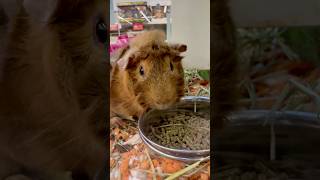 Cute Guinea Pig #fun #cute #animals #guineapig #pets #shorts #pet #shortvideo #life #beautiful ❤️